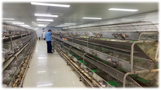 Rabbit Immunization Process